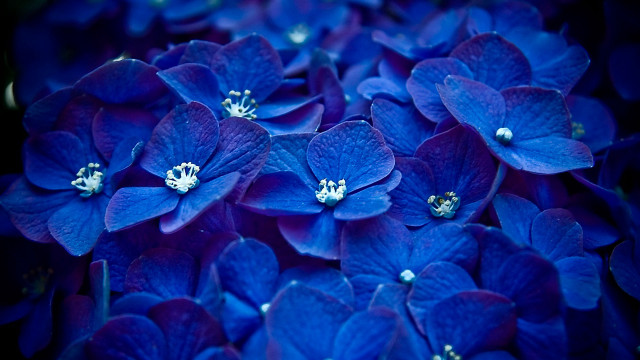 Blue flowers white centers bouquet #3 free wallpaper for desktop - medium preview image