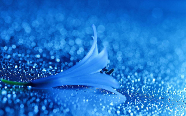 Blue flower water droplets background free wallpaper for desktop - medium preview image