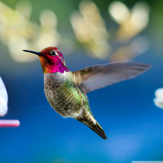 Hummingbird flying wings flower background free wallpaper for tablet - medium preview image