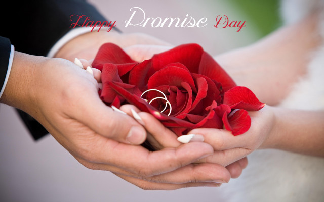 Couple red rose wedding ring free wallpaper for desktop - medium preview image