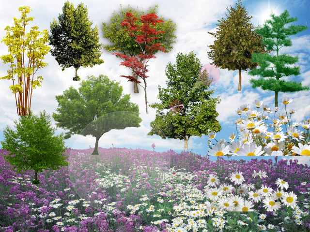 Field flowers trees sky background free wallpaper for desktop - medium preview image