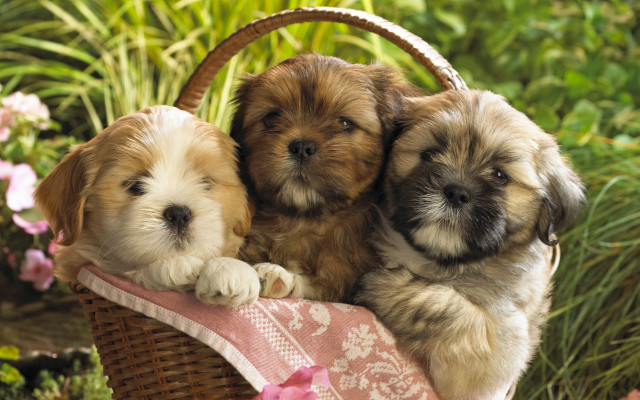 Three puppies basket grass flowers #2 free wallpaper for desktop - medium preview image
