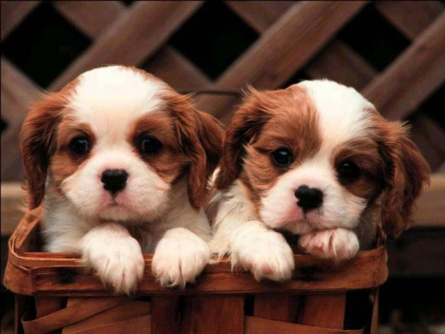 Puppies basket patio sitting together free wallpaper for desktop - medium preview image