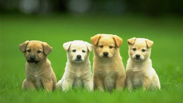 Puppies sitting in the grass free wallpaper for desktop - medium preview image