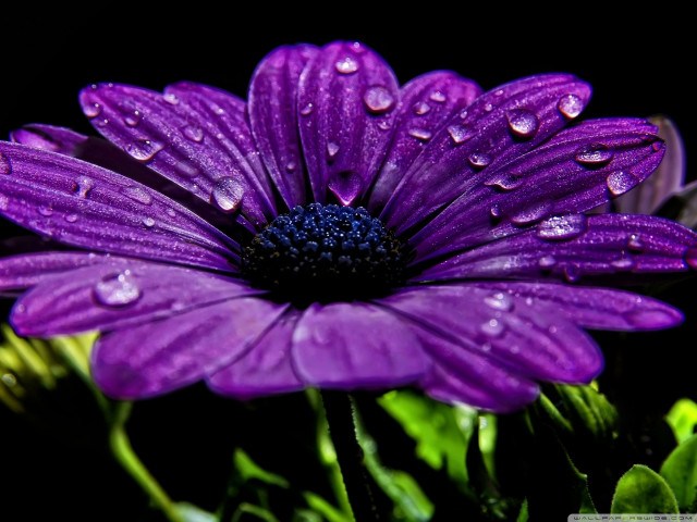 Purple flower water droplets petals #3 free wallpaper for desktop - medium preview image