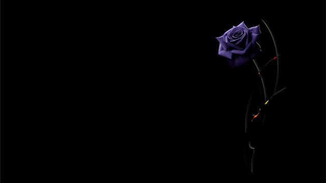 Purple rose dark black background #2 free wallpaper for desktop - medium preview image