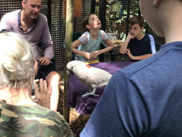 Group people parrot cage man free wallpaper for desktop - medium preview image