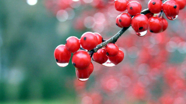 Branch red berries water drops free wallpaper for desktop - medium preview image