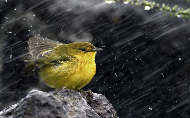 Yellow bird rock rain pine #2 free wallpaper for desktop - medium preview image