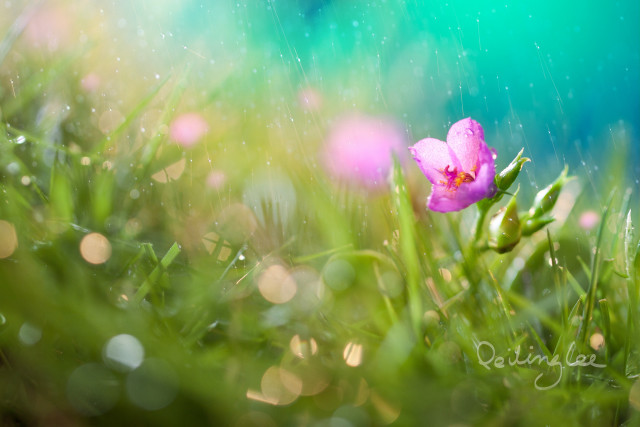 Pink flower grass water droplets free wallpaper for desktop - medium preview image