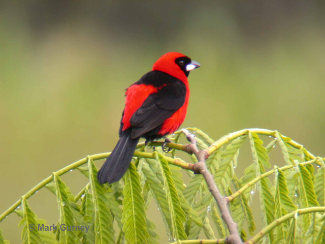 Red black bird branch green #3 free wallpaper for desktop - medium preview image
