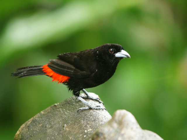 Black bird orange feathers rock free wallpaper for desktop - medium preview image