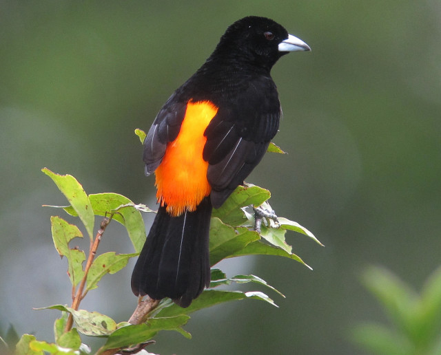 Black bird orange feathers branch free wallpaper for desktop - medium preview image
