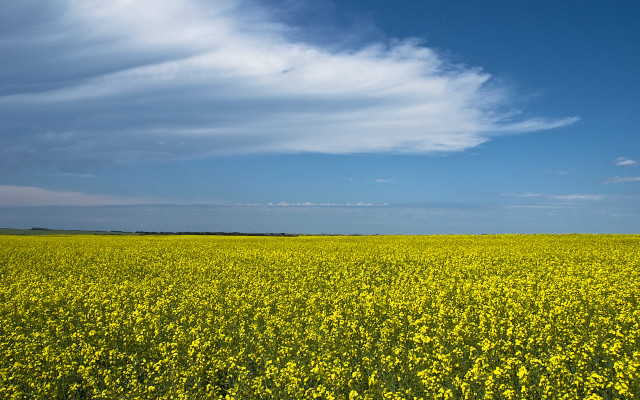 Yellow flowers blue sky lone free wallpaper for desktop - medium preview image