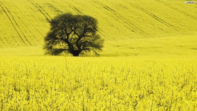 Lone tree yellow flowers car free wallpaper for desktop - medium preview image
