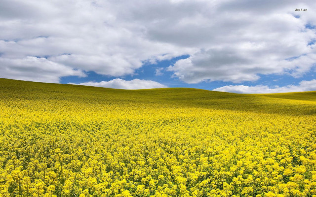 Yellow flowers cloudy sky blue #2 free wallpaper for desktop - medium preview image