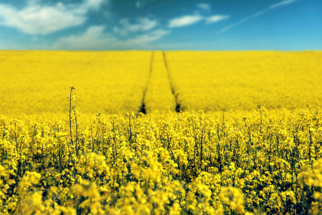 Yellow flowers blue sky field free wallpaper for desktop - medium preview image