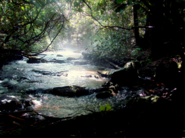Stream forest trees rocks water free wallpaper for desktop - medium preview image