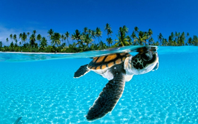 Turtle ocean palm trees clear free wallpaper for desktop - medium preview image