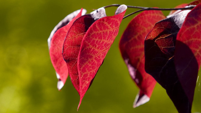 Red leaf hanging macro blurry free wallpaper for desktop - medium preview image