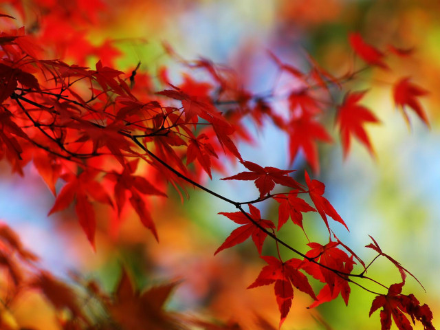 Red leaves autumn branch colorful free wallpaper for desktop - medium preview image