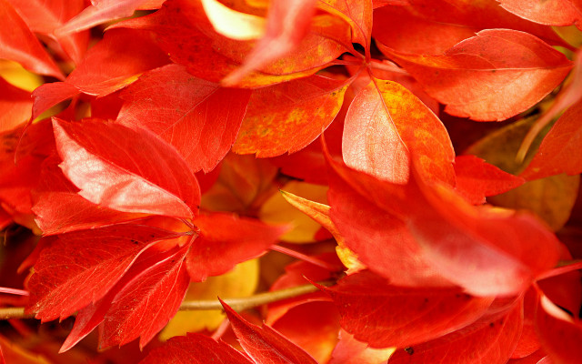 Red leaves autumn flame maple free wallpaper for desktop - medium preview image