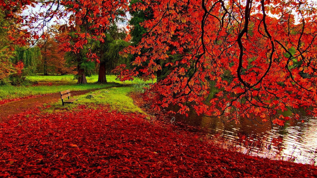 Bench tree red leaves river #3 free wallpaper for desktop - medium preview image
