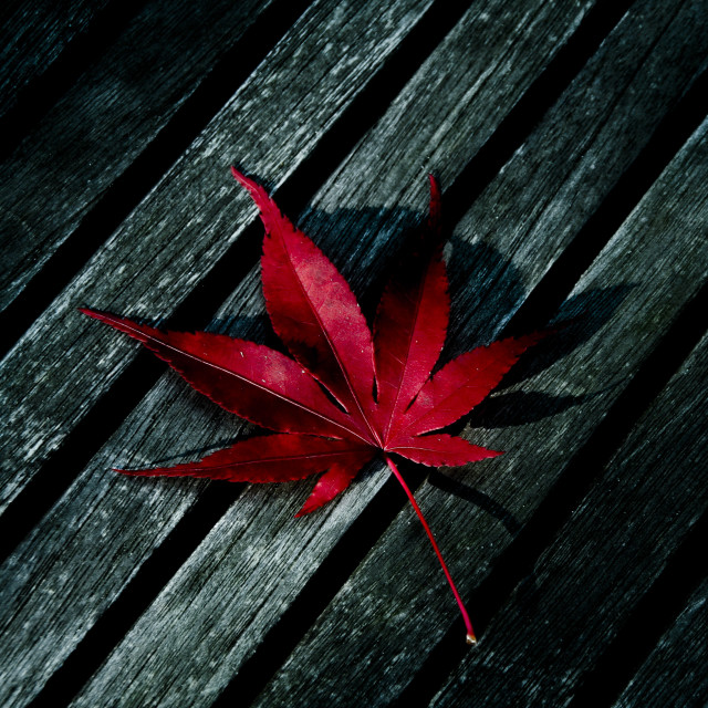 Red leaf wooden bench black free wallpaper for tablet - medium preview image