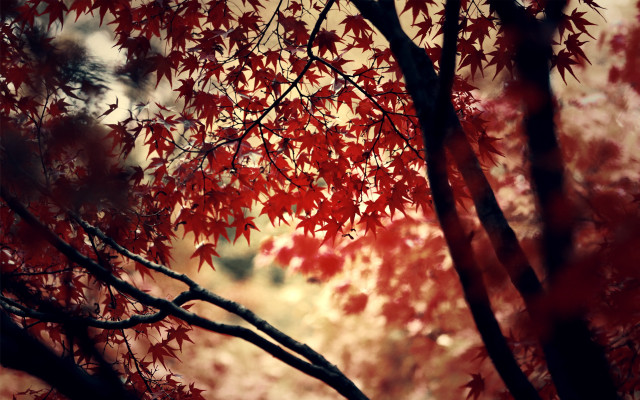 Red leaves fall tree blurry free wallpaper for desktop - medium preview image