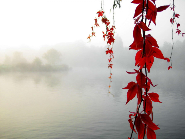 Red vine water fog boat #2 free wallpaper for desktop - medium preview image