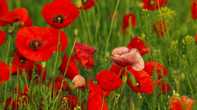 Red flowers green grass bee free wallpaper for desktop - medium preview image