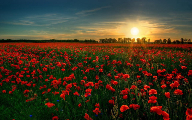 Red flowers sunset blue sky free wallpaper for desktop - medium preview image