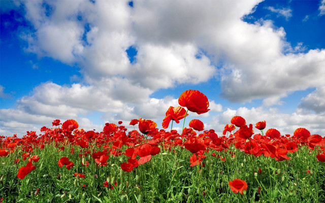 Red flowers blue sky clouds free wallpaper for desktop - medium preview image