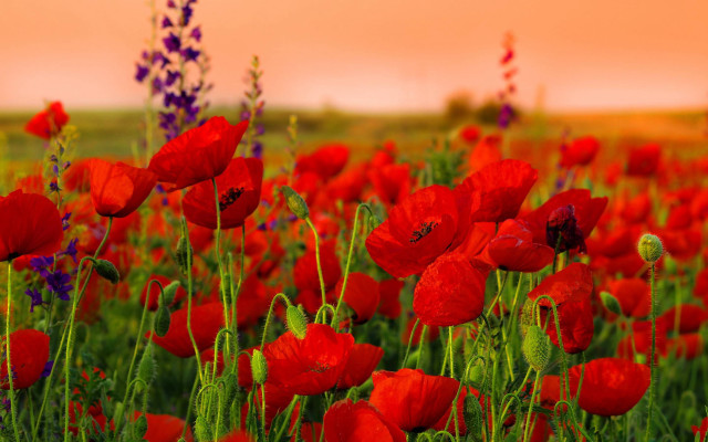 Red flower field pink sky #2 free wallpaper for desktop - medium preview image