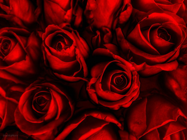 Red roses bouquet black border free wallpaper for desktop - medium preview image