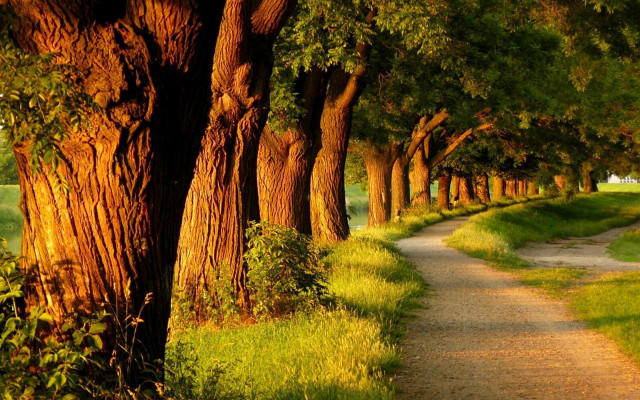 Dirt road trees grass path free wallpaper for desktop - medium preview image