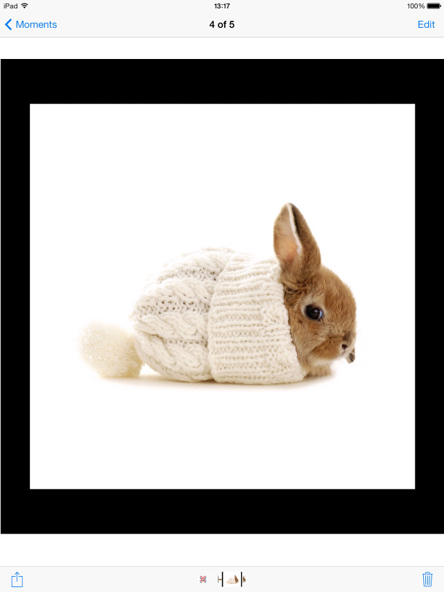 Small rabbit sweater sitting ground free wallpaper for mobile - medium preview image