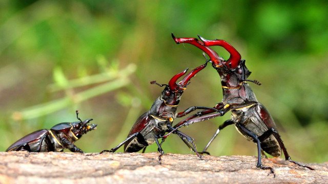 Bugs log grass group standing free wallpaper for desktop - medium preview image