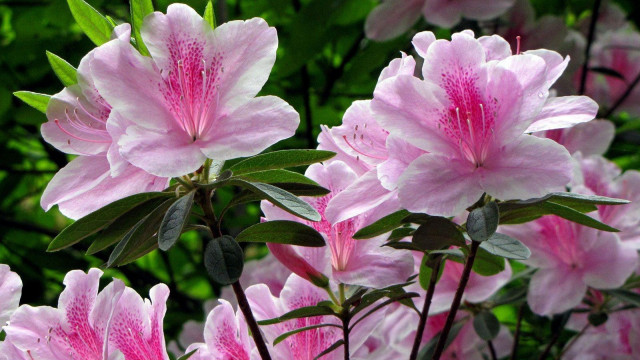 Pink flower bloom leaves blurry free wallpaper for desktop - medium preview image