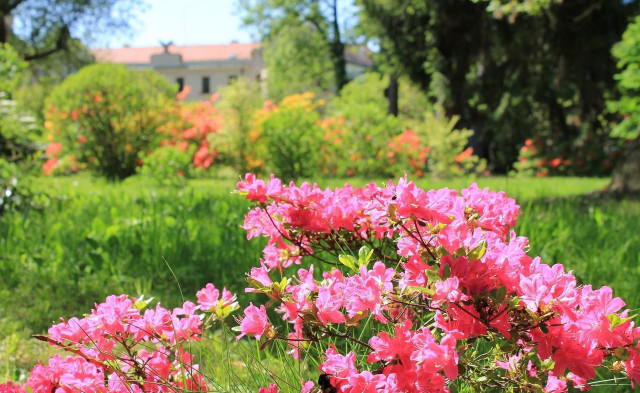 Pink flowers house trees green free wallpaper for desktop - medium preview image