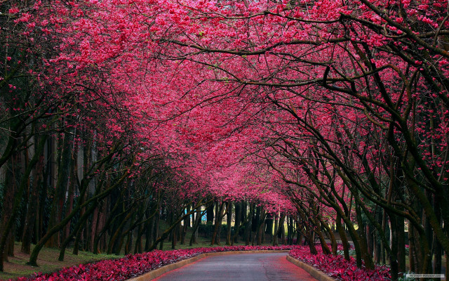Pink flowers road autumn leaves free wallpaper for desktop - medium preview image