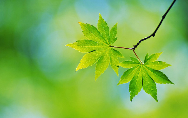 Green leaf branch blurred background free wallpaper for desktop - medium preview image