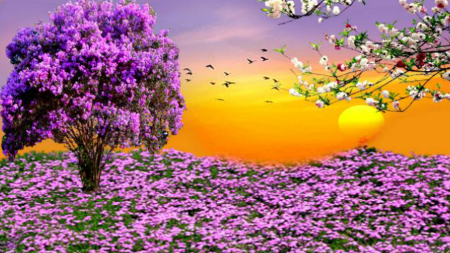 Tree flowers field sunset bird free wallpaper for desktop - medium preview image