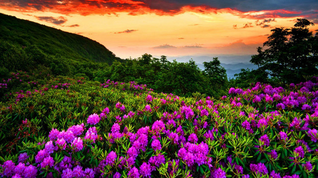Purple flowers sunset mountain clouds free wallpaper for desktop - medium preview image