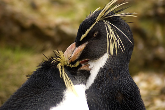 Penguin mohawk feathers beak funny free wallpaper for desktop - medium preview image