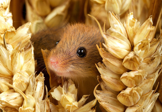 Small rodent peeking corn stalks free wallpaper for desktop - medium preview image