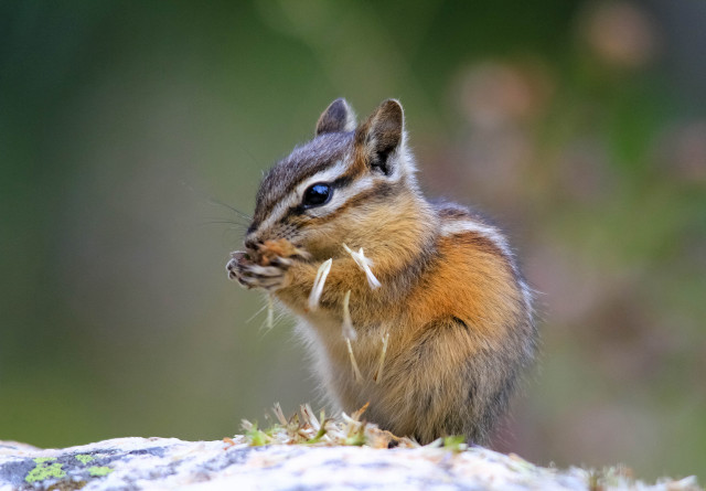 Chipmunk rock outdoors blurry blue free wallpaper for desktop - medium preview image
