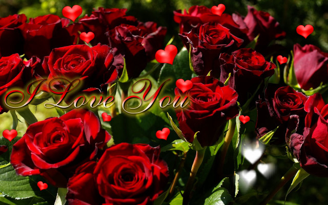 Red roses love message hearts free wallpaper for desktop - medium preview image