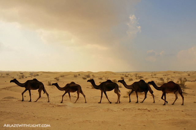 Camels desert cloudy sky rainbow free wallpaper for desktop - medium preview image