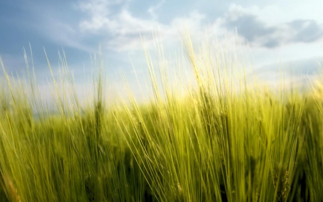 Green grass blue sky clouds #5 free wallpaper for desktop - medium preview image